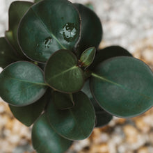 Load image into Gallery viewer, Peperomia &#39;Jade&#39;
