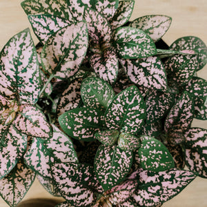 Polka Dot Plant