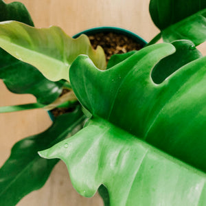 Philodendron 'Jungle Boogie'