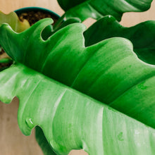 Load image into Gallery viewer, Philodendron &#39;Jungle Boogie&#39;
