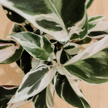 Load image into Gallery viewer, Calathea &#39;White Fusion&#39;

