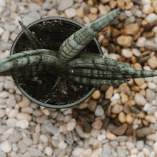 Load image into Gallery viewer, Snake Plant &#39;Starfish&#39;
