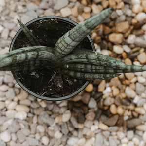 Snake Plant 'Starfish'