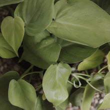 Load image into Gallery viewer, Philodendron &#39;Lemon Lime&#39; Wide Form
