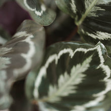 Load image into Gallery viewer, Calathea roseopicta &#39;Medallion&#39;
