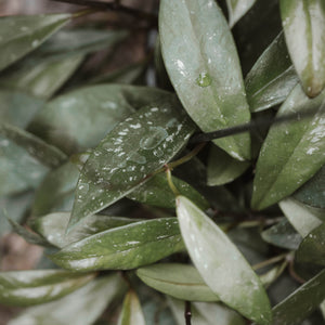 Hoya pubicalyx