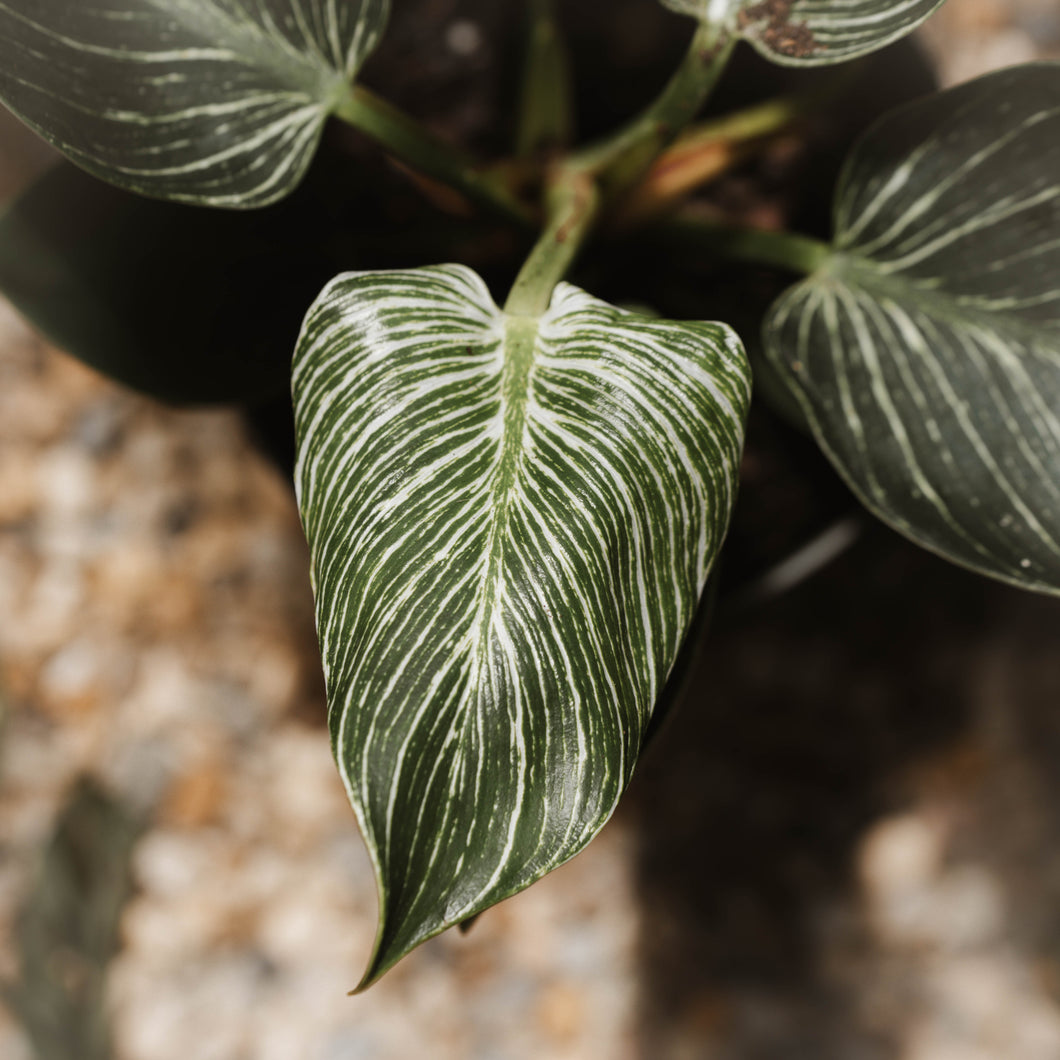 Philodendron 'Birkin'