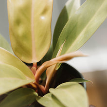 Load image into Gallery viewer, Philodendron &#39;Prince of Orange&#39;
