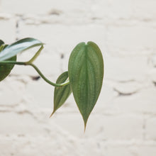 Load image into Gallery viewer, Philodendron &#39;Burle Marx Fantasy&#39;
