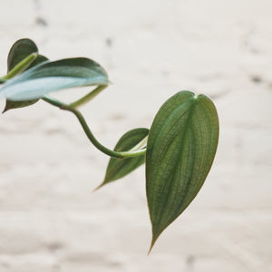 Philodendron 'Burle Marx Fantasy'