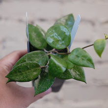Load image into Gallery viewer, Hoya parasitica &#39;Black Margin&#39;
