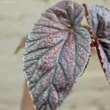 Load image into Gallery viewer, Begonia &#39;Miss Mummy&#39;
