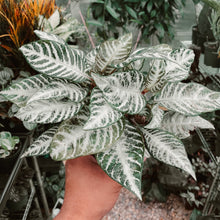 Load image into Gallery viewer, Zebra Plant
