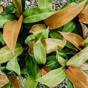 Philodendron "Prince of Orange"