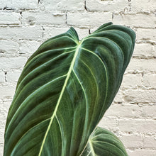 Load image into Gallery viewer, Philodendron melanochrysum
