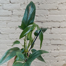 Load image into Gallery viewer, Philodendron sp. 69686
