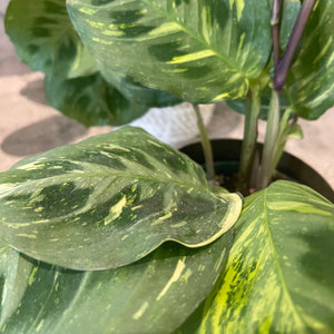 Maranta leuconeura variegata