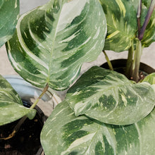 Load image into Gallery viewer, Maranta leuconeura variegata
