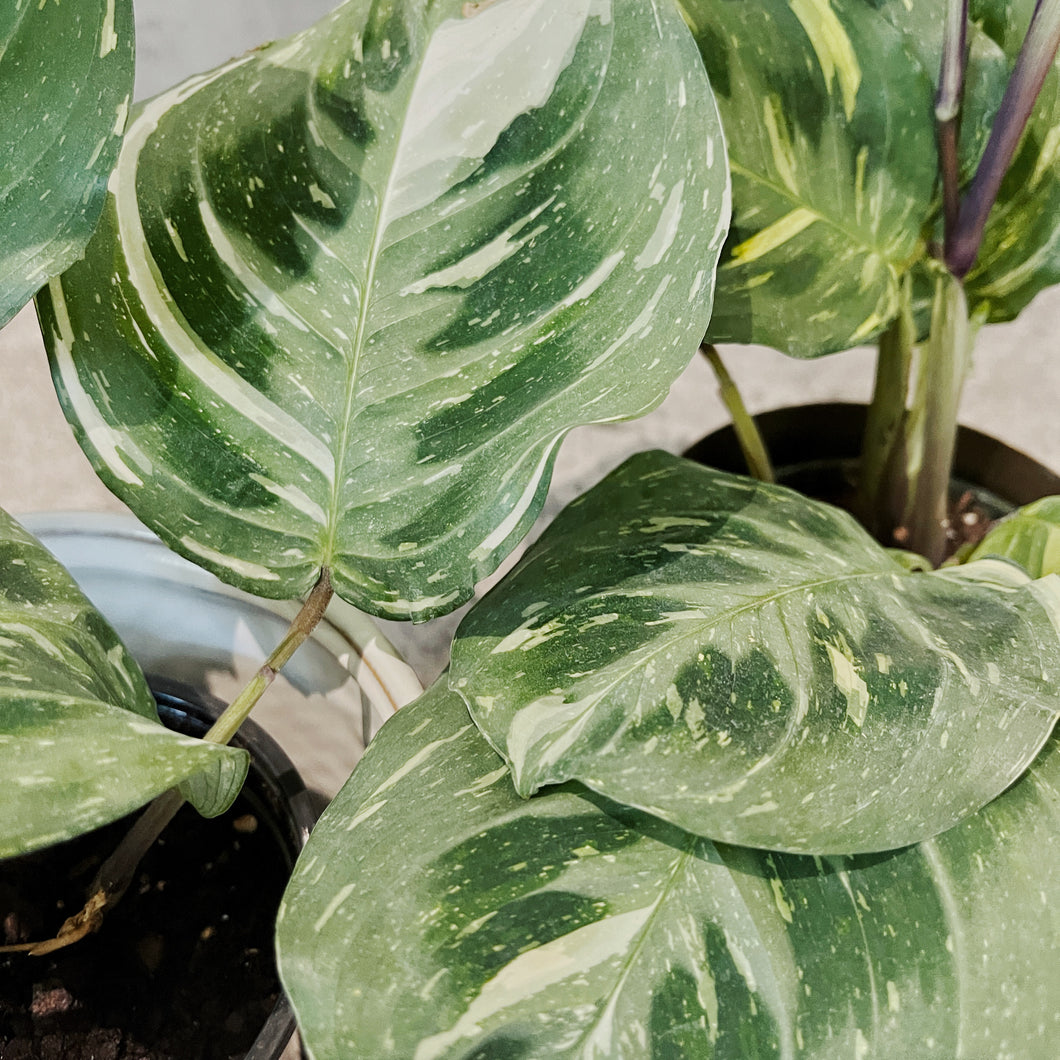 Maranta leuconeura variegata