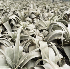Tillandsia xerographica