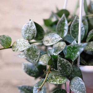 Hoya krohniana 'Silver'