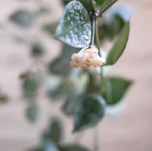Load image into Gallery viewer, Hoya krohniana &#39;Silver&#39;
