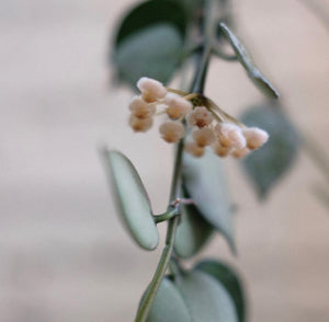 Hoya krohniana 'Silver'