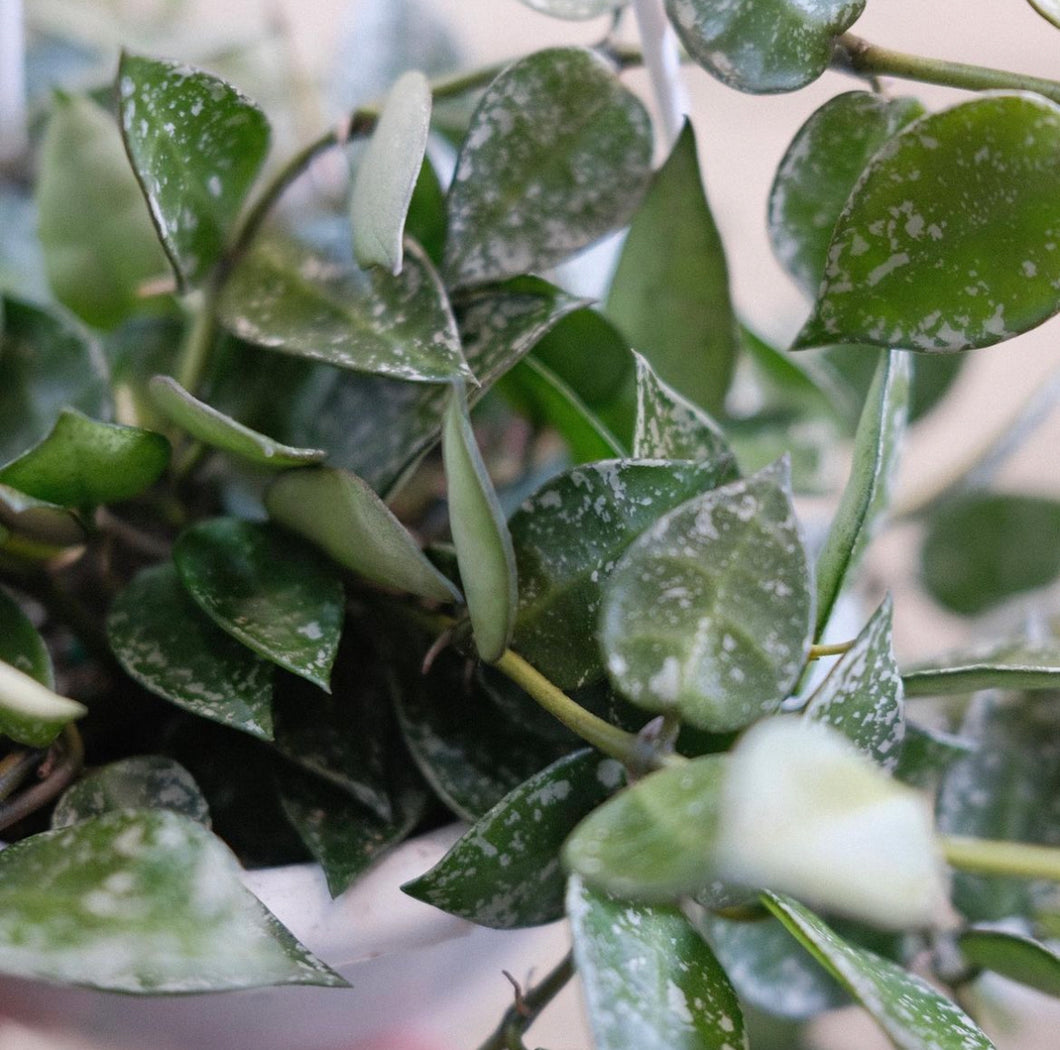 Hoya krohniana 'Silver'