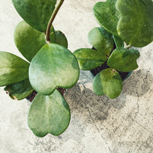 Load image into Gallery viewer, Hoya kerrii &quot;Green&quot;
