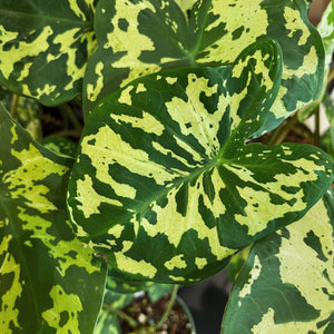 Caladium 'Hilo Beauty'
