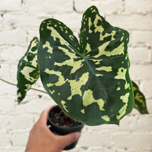 Load image into Gallery viewer, Caladium &#39;Hilo Beauty&#39;
