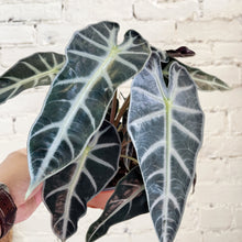 Load image into Gallery viewer, Alocasia bambino
