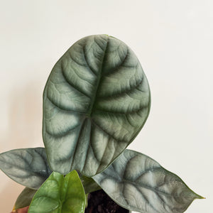 Alocasia baginda 'Silver Dragonscale'