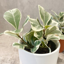 Load image into Gallery viewer, Ficus triangularis &#39;Variegated&#39;
