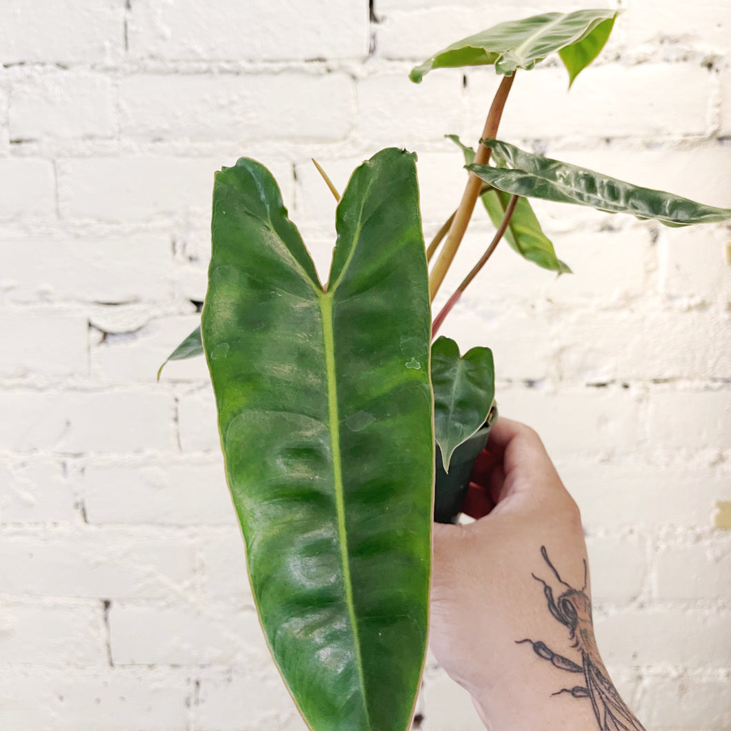 Philodendron billietiae