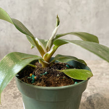 Load image into Gallery viewer, Philodendron &quot;White Knight&quot;
