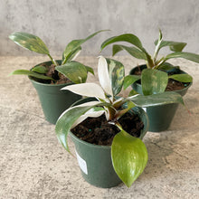 Load image into Gallery viewer, Philodendron &quot;White Knight&quot;
