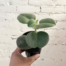 Load image into Gallery viewer, Peperomia incana
