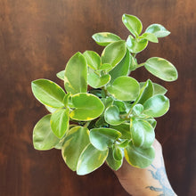 Load image into Gallery viewer, Peperomia Pixie-Lime
