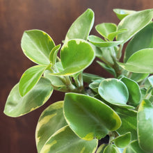 Load image into Gallery viewer, Peperomia Pixie-Lime
