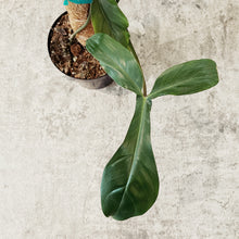 Load image into Gallery viewer, Philodendron sp. 69686
