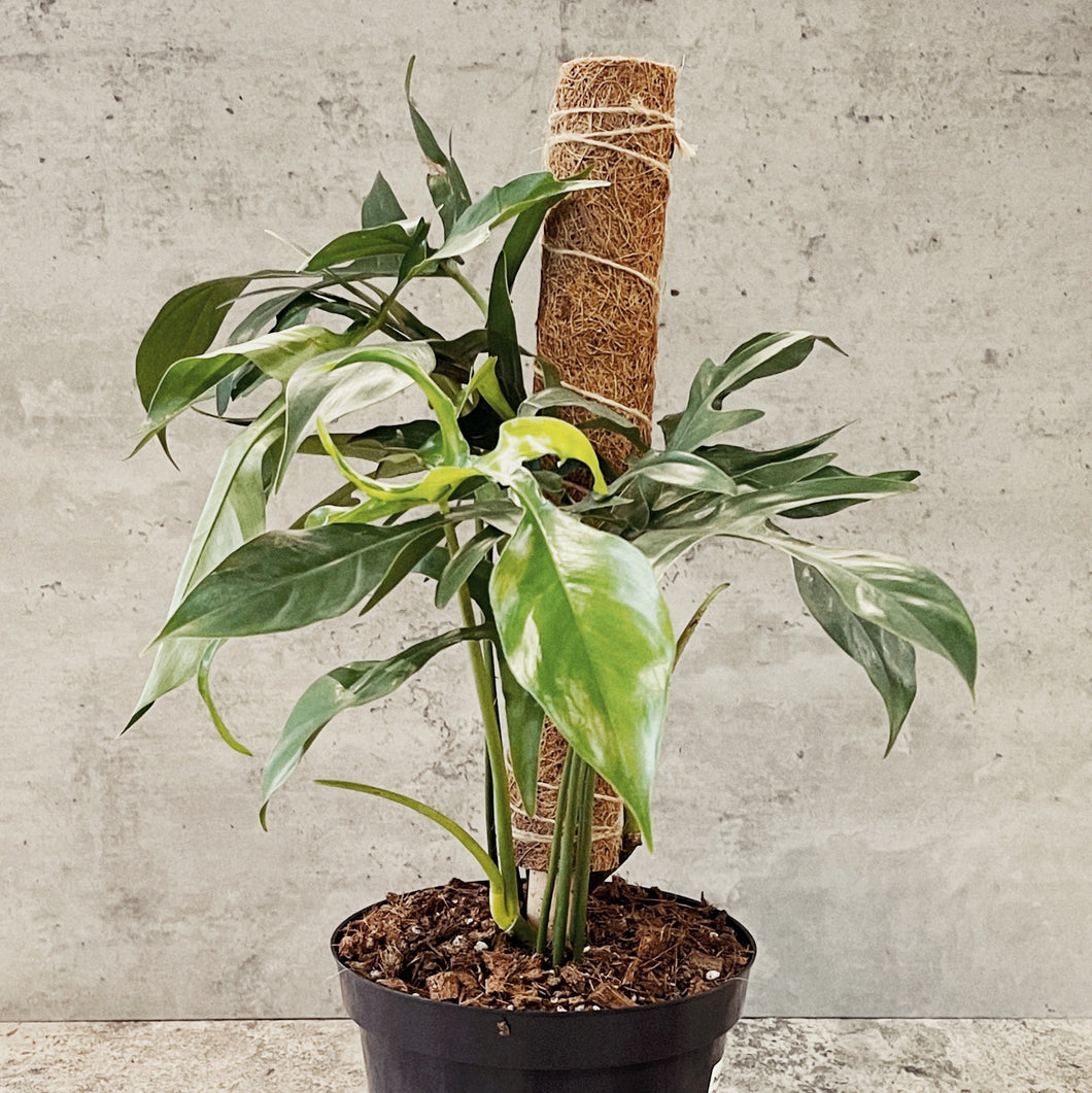 Philodendron 'Glad Hands'