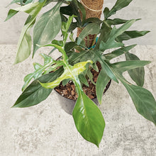 Load image into Gallery viewer, Philodendron &#39;Glad Hands&#39;
