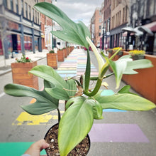 Load image into Gallery viewer, Philodendron panduriforme
