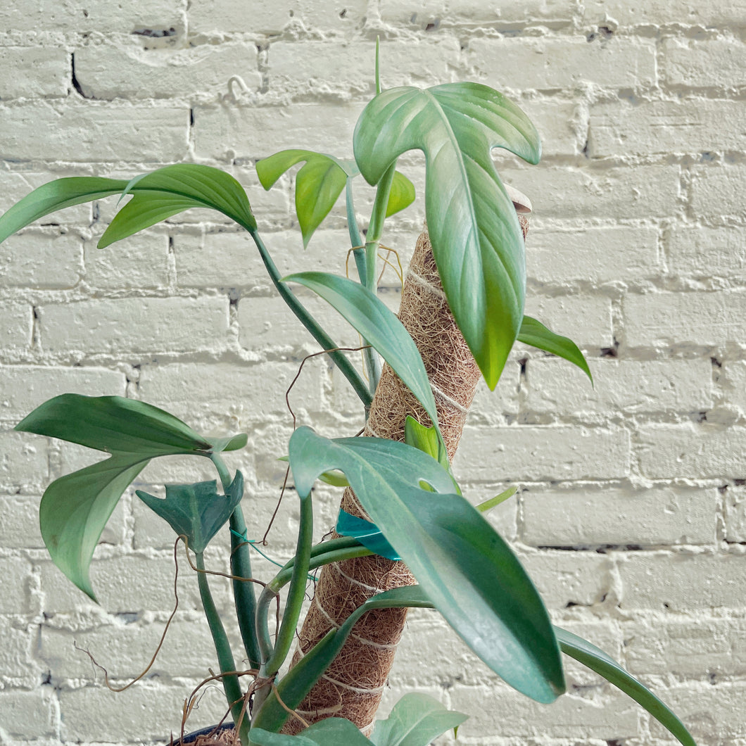 Philodendron panduriforme