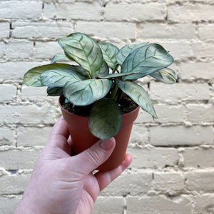 Ctenanthe burle-marxii