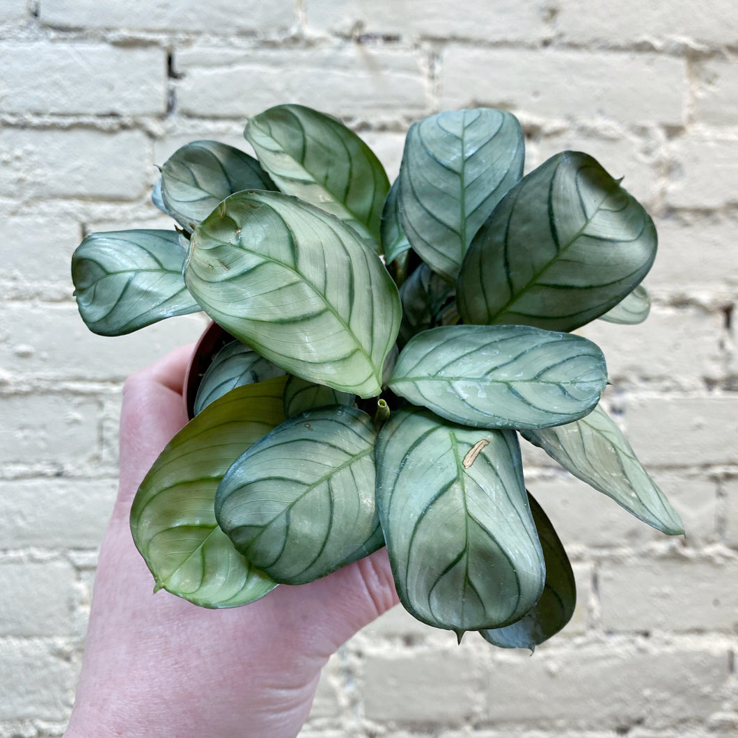 Ctenanthe burle-marxii