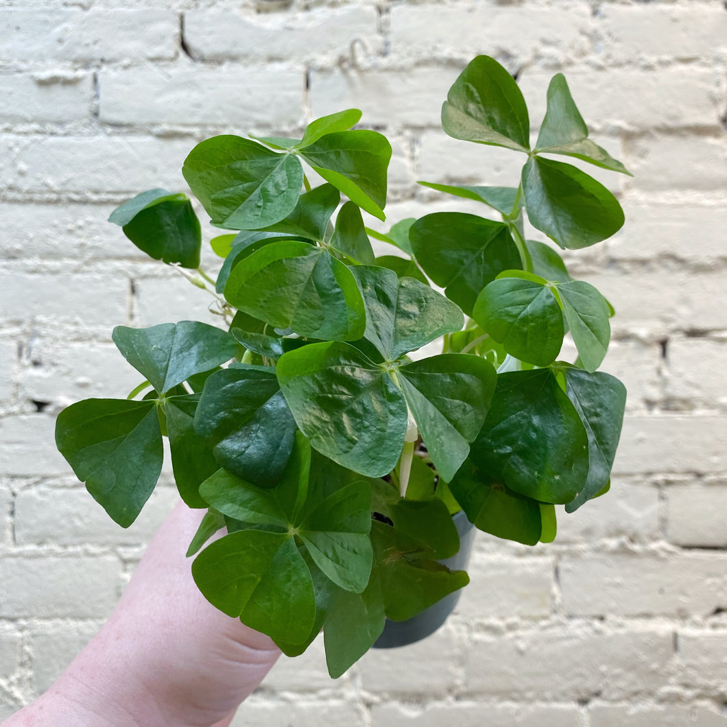 Green Oxalis 'Shamrocks'