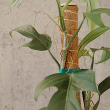 Load image into Gallery viewer, Philodendron panduriforme
