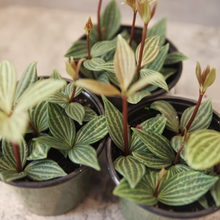 Load image into Gallery viewer, Peperomia puteolata &quot;Parallel&quot;
